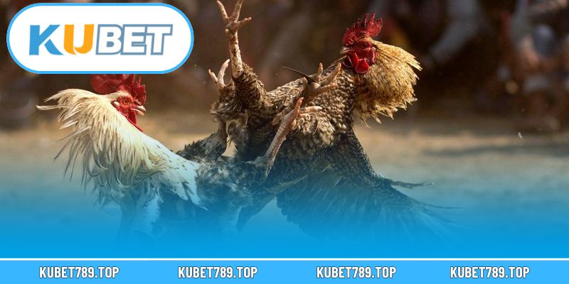 Bí quyết chơi đá gà hiệu quả từ người có kinh nghiệm