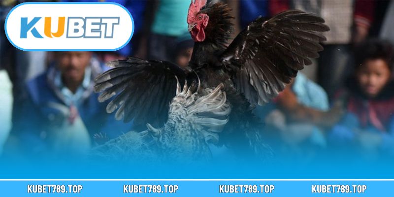 Cách tham gia và đặt cược đá gà đơn giản tại nhà cái