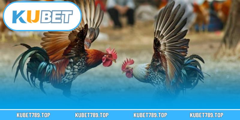 Khám phá sân chơi đá gà trực tuyến hấp dẫn tại nhà cái