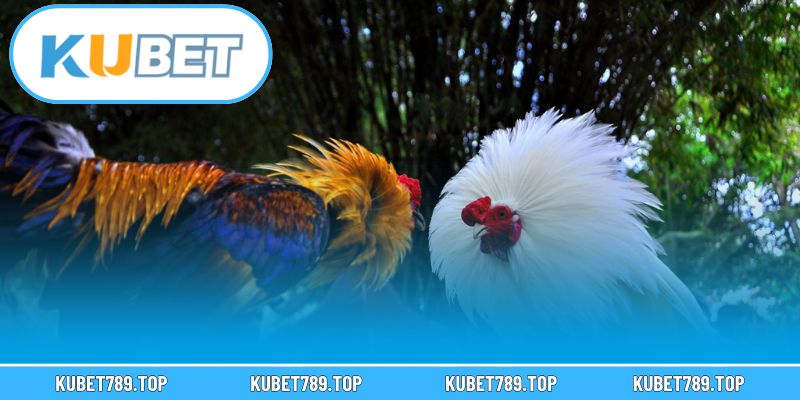 Lợi thế giúp sảnh đá gà KUBET thu hút đông đảo người chơi