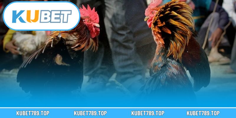 Tổng hợp những loại hình đá gà phổ biến nhất trên nền tảng