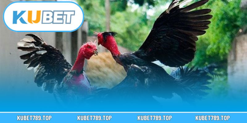 Vì sao KUBET là lựa chọn hoàn hảo cho người đam mê cá cược?