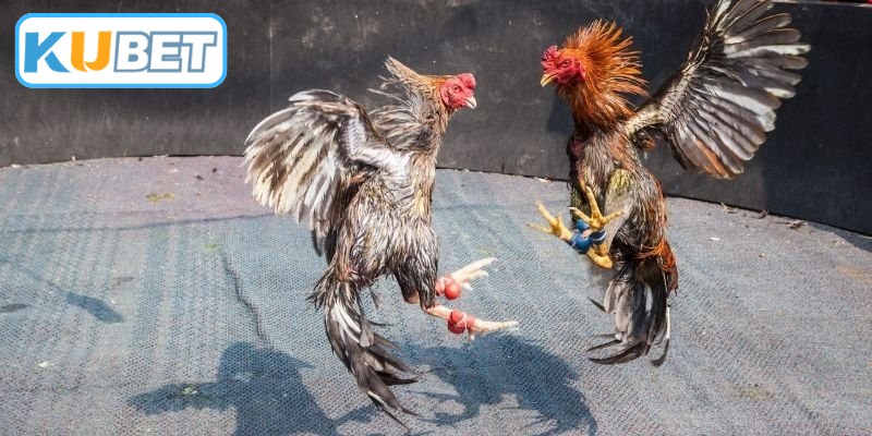 Cách nhận biết chiến kê dũng mãnh nhanh chóng