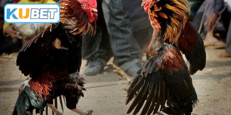 Theo dõi các trận đá gà trực tiếp kịch tính