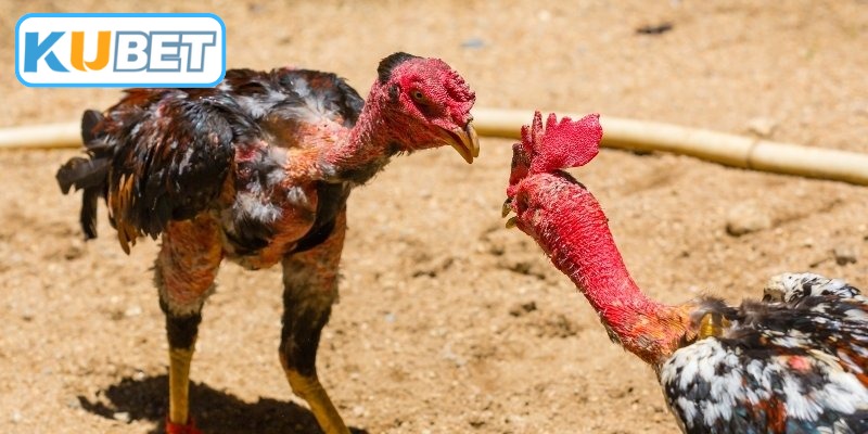 Tổng hợp những loại hình thi đấu kê chiến